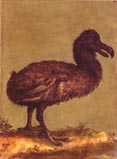 The Dodo