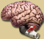 The brain drain